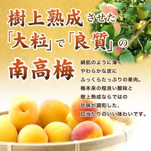 梅干し 梅ばーもん 450g 紀の里食品 梅干...の詳細画像3