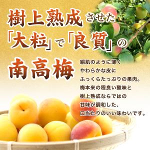 梅干し ご家庭用りんご梅 紀の里食品 1.5k...の詳細画像3