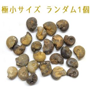 北海道産 アンモナイト化石 ハウエリセラス化石 標本 国産 日本産