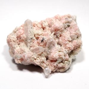 北海道産 アンモナイト化石 ハウエリセラス化石 標本 国産 日本産