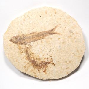 魚化石 淡水魚化石 ナイティア アメリカ産 : 鉱物標本 天然石 金星舎