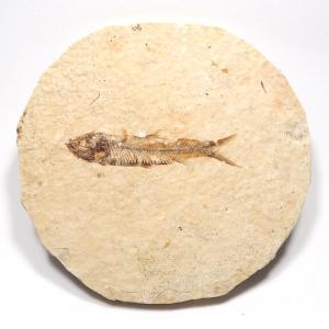 魚化石 ナイティアA : Raptors - 通販 - Yahoo!ショッピング