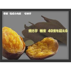 種芋に使えます 安納芋 5Kg 焼き芋糖度40度以上にもなり...