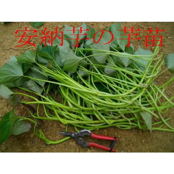 2026年度　予約受付中　安納芋　苗 10本　丈夫な苗　さつまいも苗　サツマイモ苗　芋苗