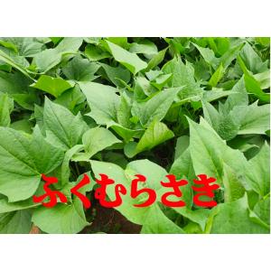 2026年度　予約受付中　ふくむらさき苗　10本　丈夫な苗 PVP登録品種　さつまいも苗