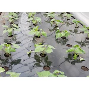 平成30年春 芋苗 予約受付中 ◆さつまいも苗◆ 甘いシルク...
