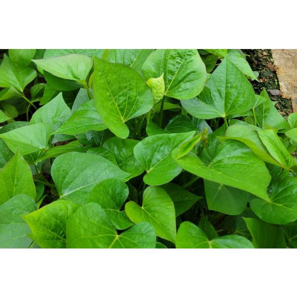 2026年度　予約受付中　べにはるか苗 10本　丈夫な苗　PVP登録品種　　さつまいも苗　芋苗