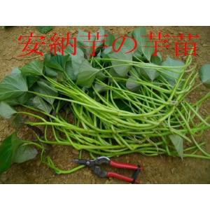 平成30年春 芋苗 予約受付中 ◆さつまいも苗◆ 黄金千貫 ...