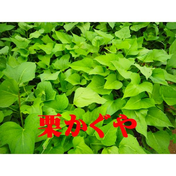 2026年度　予約受付中　栗かぐや   １０本 丈夫な苗　PVP　登録出願品種　さつまいも苗