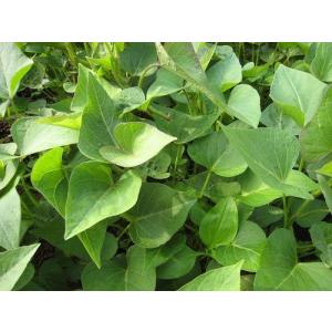 2023年度　中　種子島ゴールド　１０本　さつまいも苗