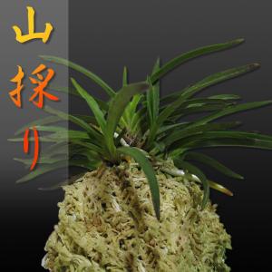 最安値級価格 父の日 鉢 苗 花 山野草 東洋欄 観葉植物 富貴蘭 風蘭 銀世界 富貴蘭 風蘭 観葉植物 室内でも育てやすい 母の日 銀世界 贈答用 敬老の日 生花 Peaceumc Us