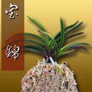 最安値級価格 父の日 鉢 苗 花 山野草 東洋欄 観葉植物 富貴蘭 風蘭 銀世界 富貴蘭 風蘭 観葉植物 室内でも育てやすい 母の日 銀世界 贈答用 敬老の日 生花 Peaceumc Us