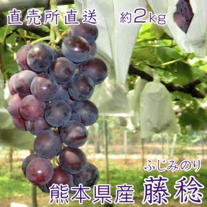 熊本県産 ぶどう『藤稔』 2kg 4房入 JA...の詳細画像1