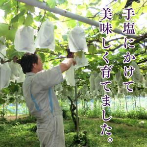 熊本県産 ぶどう『藤稔』 2kg 4房入 JA...の詳細画像3