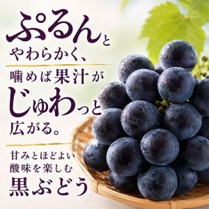 熊本県産 ぶどう『藤稔』 2kg 4房入 JA...の詳細画像2