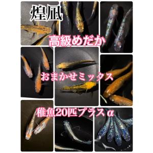【めだか屋 煌凪】 高級メダカの稚魚 セール!!...の商品画像