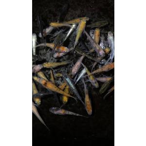 【めだか屋 煌凪】 高級メダカの稚魚 セール!...の詳細画像1
