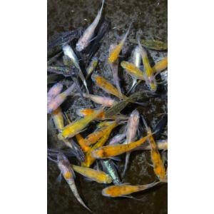 【めだか屋 煌凪】 高級メダカの稚魚 セール!...の詳細画像5