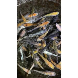【めだか屋 煌凪】 高級メダカの稚魚 セール!...の詳細画像2