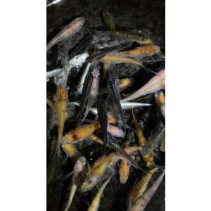 【めだか屋 煌凪】 高級メダカの稚魚 セール!...の詳細画像3