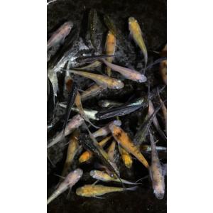 【めだか屋 煌凪】 高級メダカの稚魚 セール!...の詳細画像4
