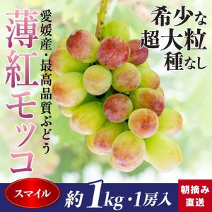 【送料無料】夏の贅沢ぶどう　薄紅モッコ　約1kg　1房　超大粒　最高級品　産地直送　愛媛県産　ハウス栽培　　ギフト　｜kirari-fruits-farm