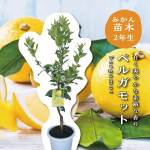 トゲ無しマイヤーレモン レモンの木 レモン 苗木 接木苗 8号