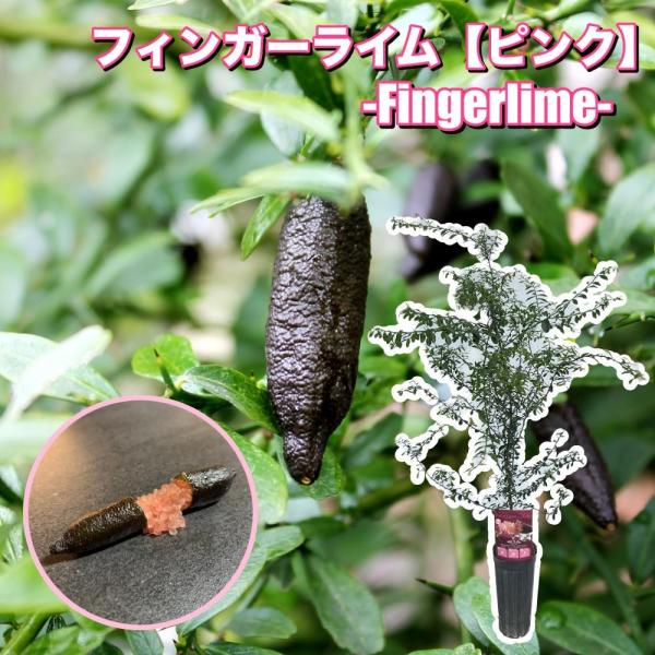 フィンガーライム 苗木 (果皮：茶色 果肉：ピンク) キャビアライム ブッシュキャビア 接木苗 ２年...