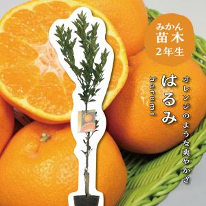 はるみ【特等２年生苗木】苗木 みかんの木 接木苗 みかん 5号ポリポット（直径１５cm）シンボルツリー 庭木 植木 木 常緑樹 鉢植え ギフト