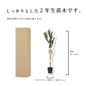 はるみ【特等2年生苗木】苗木 みかんの木 接木...の詳細画像5
