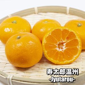宮川早生】 柑橘大苗 3年生接木苗 温州みかん ※納期指定:発送