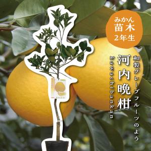 河内晩柑【特等２年生苗木】苗木 みかんの木 接木苗 みかん 5号ポリポット（直径１５cm）シンボルツリー 庭木 植木 木 常緑樹 鉢植え ギフト
