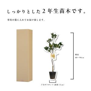 河内晩柑【特等2年生苗木】苗木 みかんの木 接...の詳細画像5