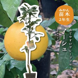 ゆら早生【特等2年生苗木】苗木 みかんの木 接木苗 みかん 5号