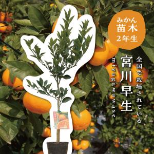 宮川早生】 柑橘大苗 3年生接木苗 温州みかん ※納期指定:発送予定