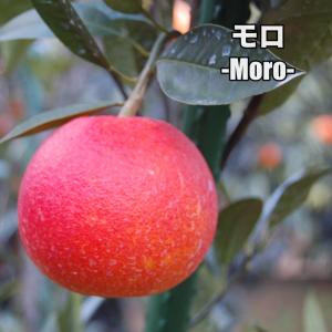 モロ【特等2年生苗木】苗木 みかんの木 接木苗 ...の商品画像