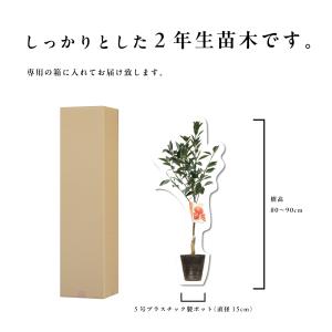モロ【特等2年生苗木】苗木 みかんの木 接木苗...の詳細画像5