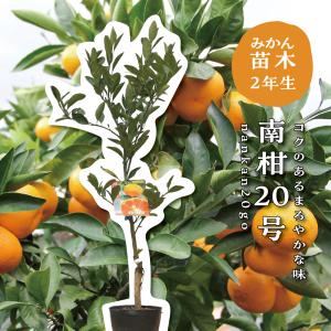 宮川早生】 柑橘大苗 3年生接木苗 温州みかん ※納期指定:発送予定