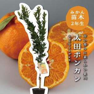 シロヤシオツツジ 良形良株 : 横の植木屋さん - 通販 - Yahoo!ショッピング