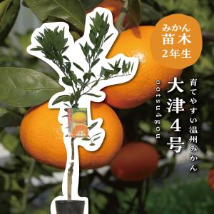 カラタチ（キコク）：果樹苗 穂木が枯れた、台木のカラタチです