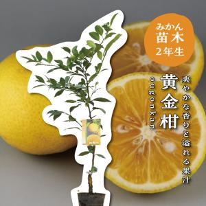 マカダミアナッツ バーモント種 取り木苗 7号スリット鉢植え : 苗木部