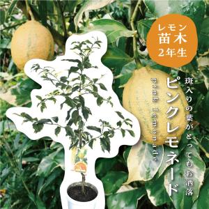果樹苗 ホワイトサポテ ルーク 1株 : 花と緑 国華園 - 通販 - Yahoo