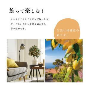 ピンクレモネード レモンの木 レモン 苗木 斑...の詳細画像1