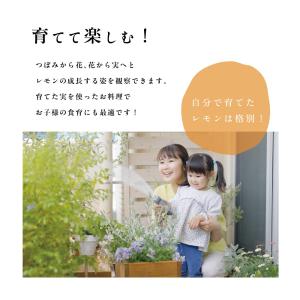 ピンクレモネード レモンの木 レモン 苗木 斑...の詳細画像2