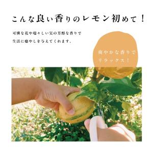 ピンクレモネード レモンの木 レモン 苗木 斑...の詳細画像3