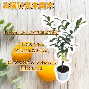レモンの木 レモン 苗木 品種: 璃の香 りの...の詳細画像1