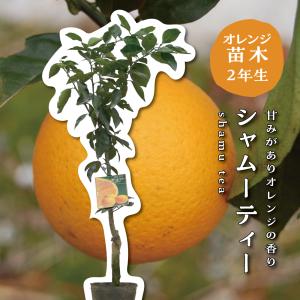 ゆら早生【特等2年生苗木】苗木 みかんの木 接木苗 みかん 5号