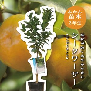 シークワーサー 2年生接木苗 : 苗木部 花ひろばオンライン - 通販