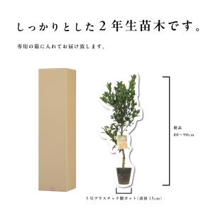 不知火【特等2年生苗木】苗木 みかんの木 接木...の詳細画像5