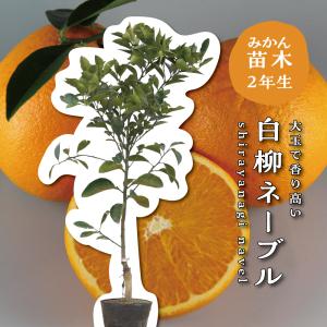 マカダミアナッツ バーモント種 取り木苗 7号スリット鉢植え : 苗木部